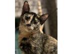 Adopt Parisian a Domestic Short Hair