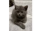 Adopt Pickle a Domestic Short Hair