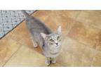 Adopt Daria a Domestic Short Hair