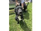 Adopt Daisy Sue a Border Collie