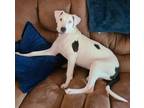 Adopt Shannon a Pit Bull Terrier