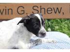 Adopt Rosemary a Pit Bull Terrier, Cattle Dog