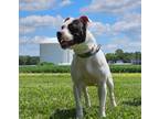 Adopt Bella Mae a American Staffordshire Terrier