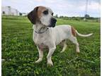 Adopt Diamond a Basset Hound