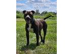 Adopt Espresso a Pit Bull Terrier