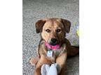 Adopt Mathilde - Fostered in Omaha a Beagle, Australian Shepherd