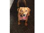 Adopt Maybelline - fostered in Omaha a Beagle