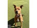 Adopt Angel a Mixed Breed