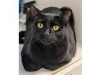 Adopt Crescent a Domestic Short Hair
