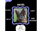Adopt Rachel a German Shepherd Dog