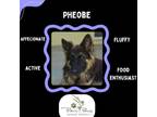 Adopt Pheobe a German Shepherd Dog