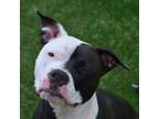 Adopt Bubblegum a Pit Bull Terrier