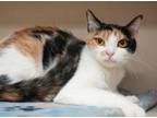 Adopt Jasmine-SPONSORED a Domestic Short Hair