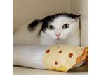 Adopt Dot Dot a Domestic Short Hair