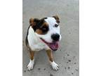 Adopt Dopey/Winter a Pit Bull Terrier
