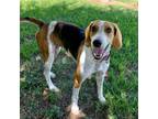 Adopt O'livia a Hound