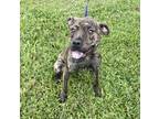 Adopt Alicent a Pit Bull Terrier, Mixed Breed