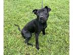 Adopt Rhaenyra a Pit Bull Terrier, Mixed Breed