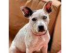 Adopt Peaches a Pit Bull Terrier