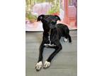 Adopt Black Beauty a Labrador Retriever