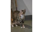 Adopt Sushi a Domestic Short Hair