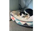 Adopt Inky a Domestic Long Hair, Domestic Short Hair
