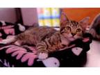 Adopt Lily a Domestic Short Hair, Tabby