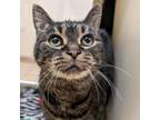 Adopt Baby a Domestic Short Hair