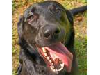 Adopt 24-13218/Jennifer a Black Labrador Retriever