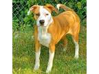 Adopt 24-13217/Zoe a Labrador Retriever, Boxer