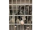 Adopt Lola a Boxer, Pit Bull Terrier