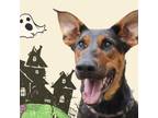 Adopt Letty a Mixed Breed