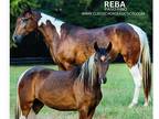 Paint Paso Fino