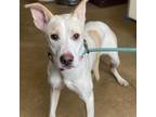 Adopt Lola a Carolina Dog