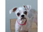 Adopt Zoey D16869 a Shih Tzu