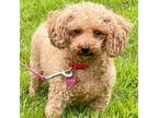 Adopt Addeline D16876 a Poodle