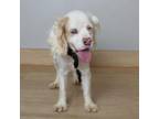 Adopt Amy D17195 a Cockapoo