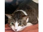 Adopt Hermione a Domestic Short Hair