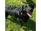 Adopt Tegan a Labrador Retriever, Mixed Breed