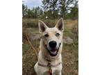 Adopt Penelope a Mixed Breed