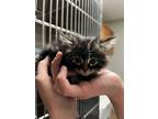Adopt female tabby kitten (needs name) a Domestic Long Hair