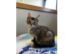 Adopt Tart a Domestic Short Hair