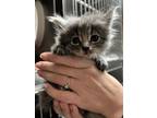 Adopt gray kitten (needs name) a Domestic Long Hair