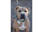 Adopt Henny a Mixed Breed