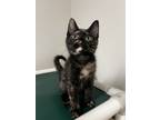 Adopt Cortana a Domestic Short Hair