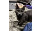 Adopt Sterling a Domestic Short Hair
