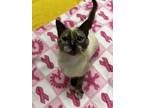 Adopt Ethel a Domestic Short Hair, Siamese