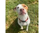 Adopt Fate a Mixed Breed