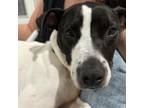 Adopt Petunia a Pit Bull Terrier, Mixed Breed