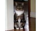 Adopt English Toffee a Domestic Short Hair